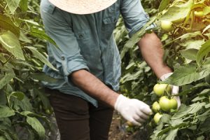 Vegetable-Farmers
