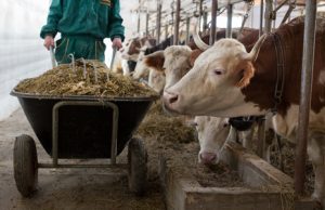 cattle-farmer